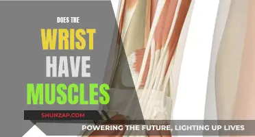 The Wrist: A Muscular Mystery Unveiled
