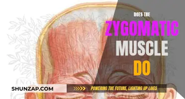 Zygomatic Muscle: What's Its Function and Purpose?