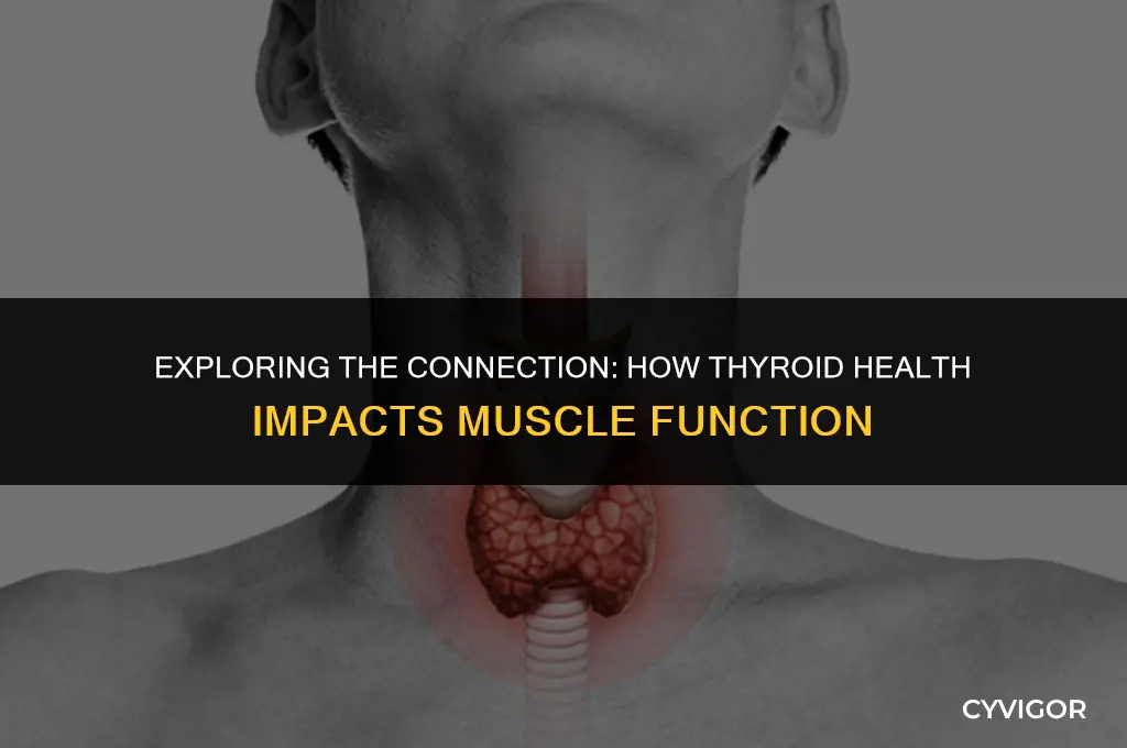 does thyroid affect muscles