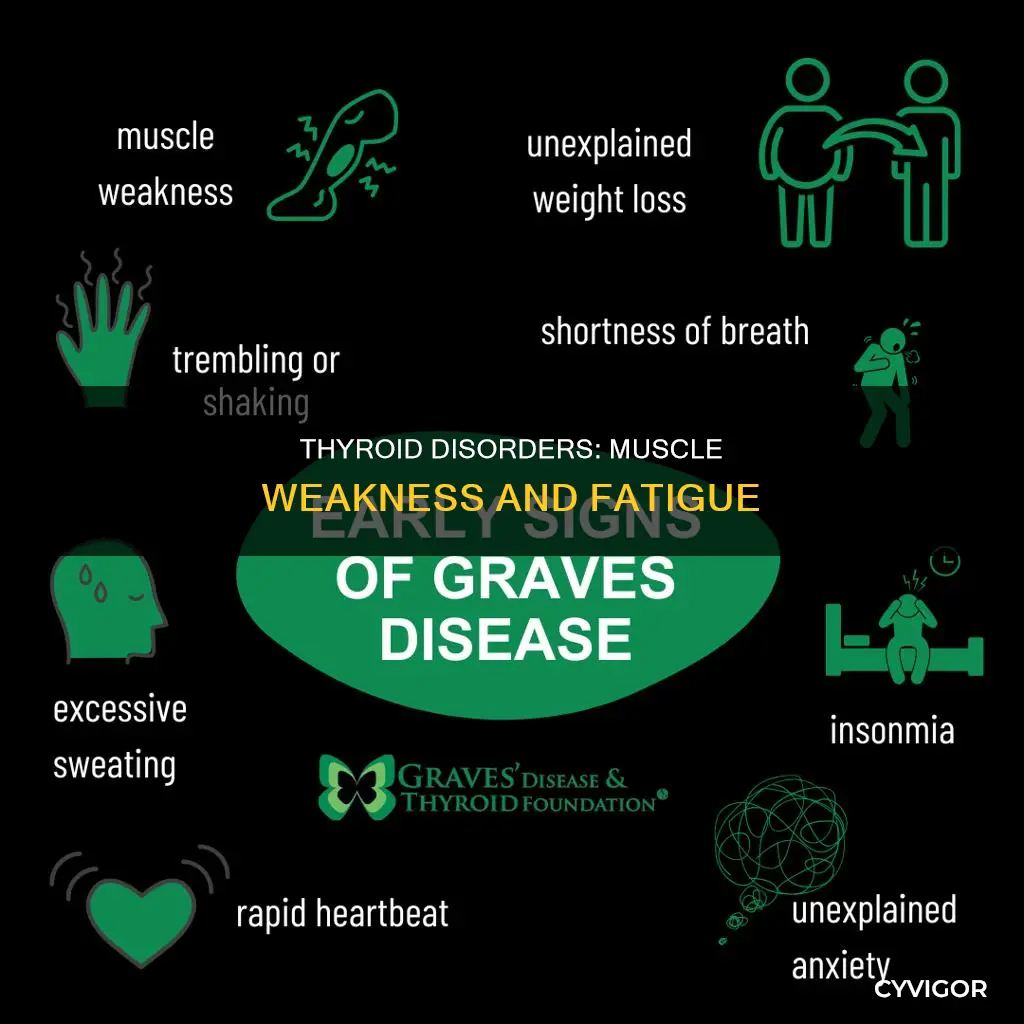 does thyroid cause muscle weakness