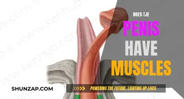 The Penis and Muscles: What's the Connection?