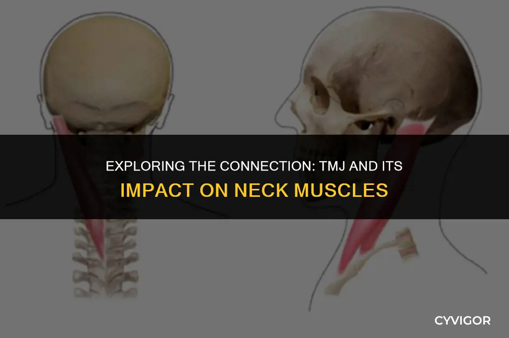 does tmj affect neck muscles
