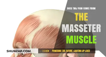 TMJ Pain and Masseter Muscle: Unraveling the Connection