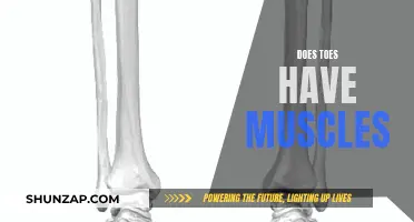 Toes and Muscles: What's the Connection?