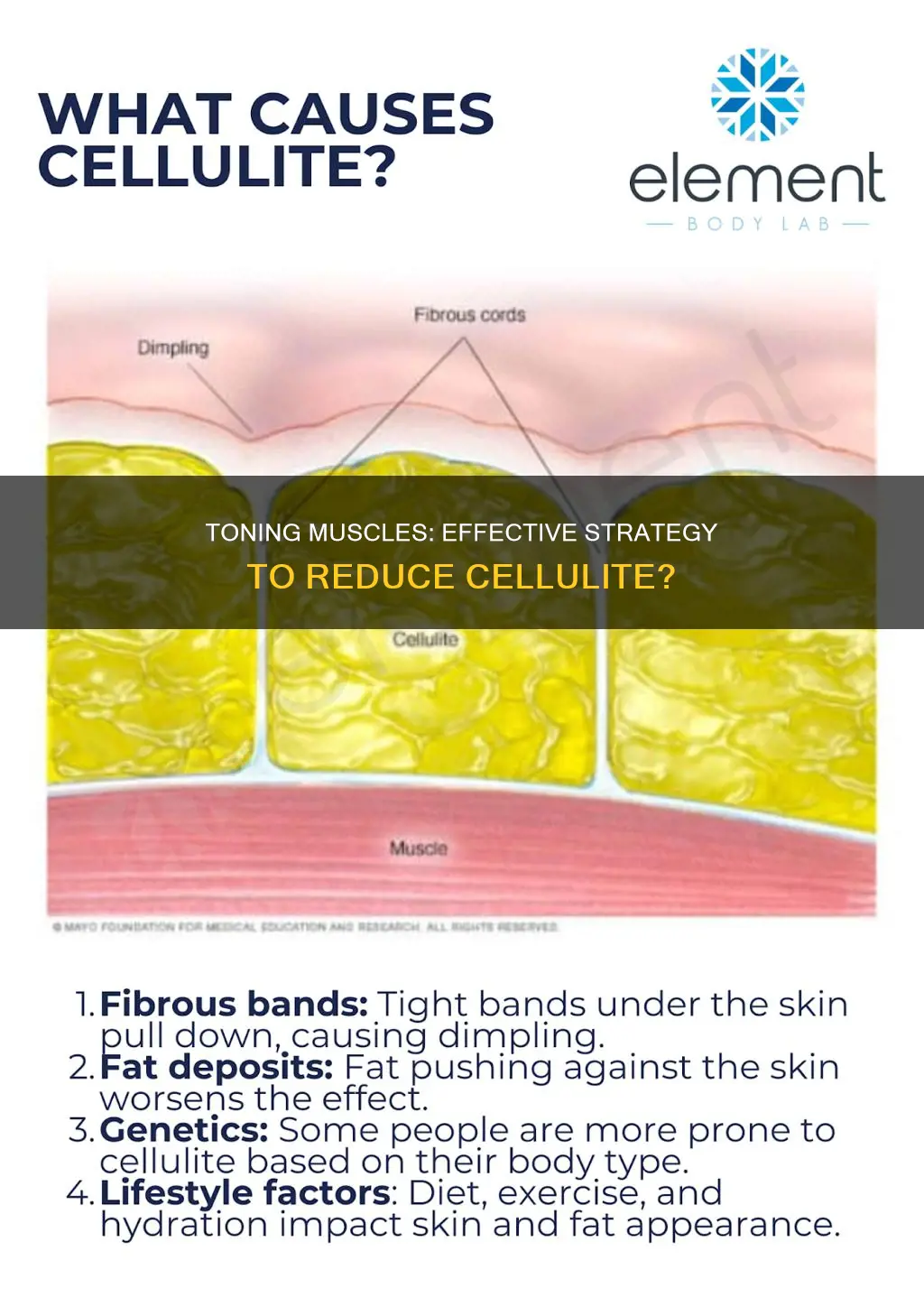 does toning muscles reduce cellulite