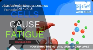 Glucose and Muscle Cells: The Link to Fatigue
