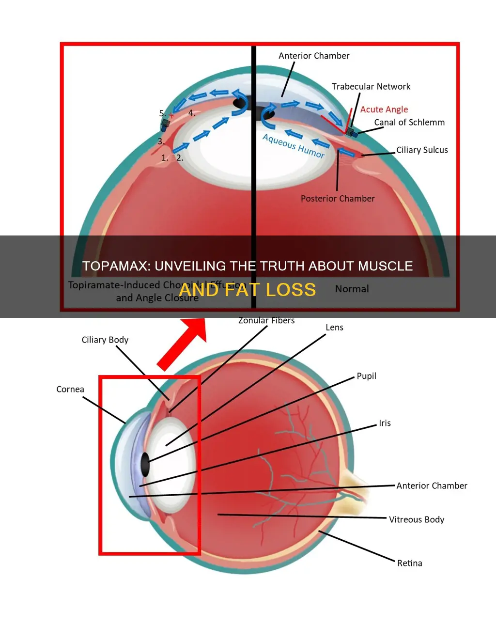 does topamax cause muscle or fat loss
