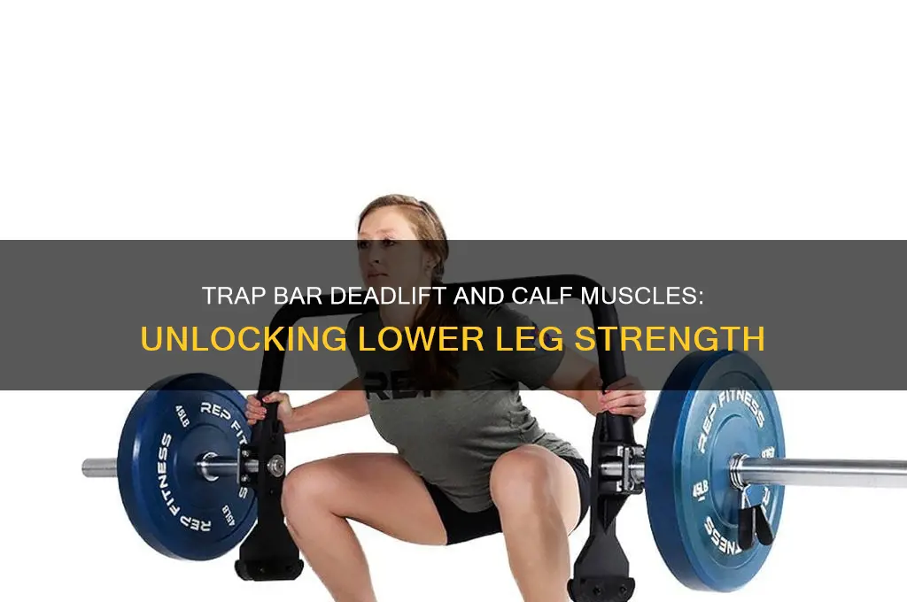 does trap bar deadlift work calf muscles