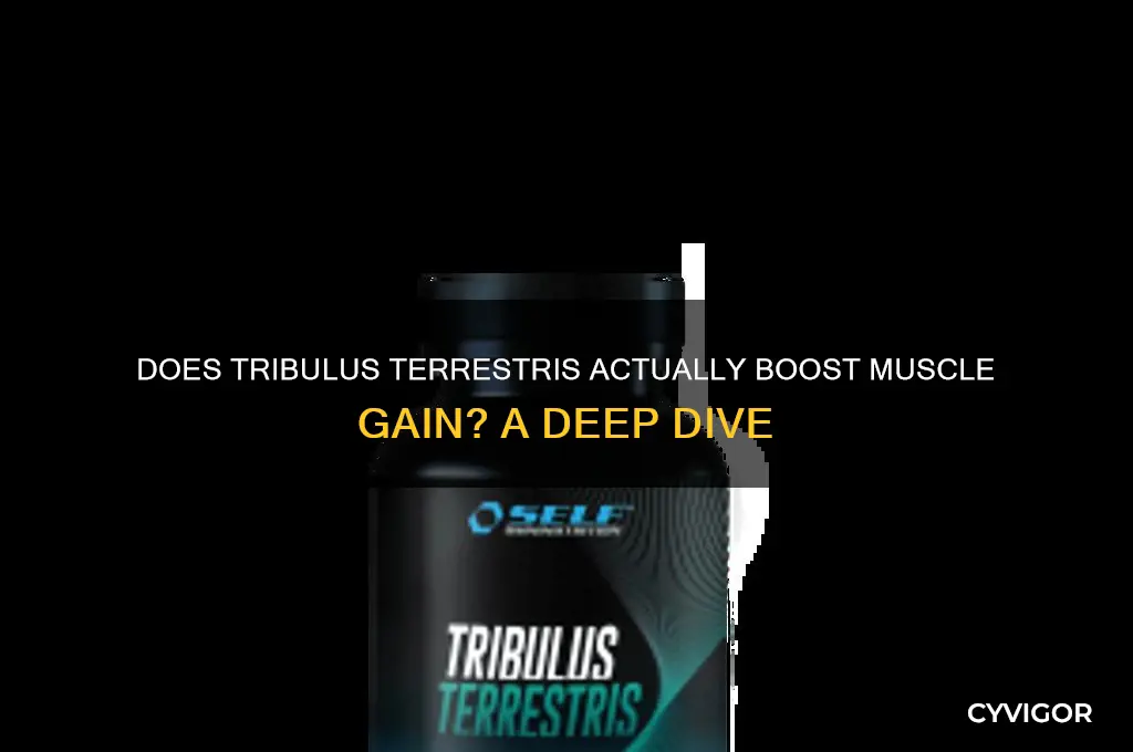 does tribulus really work for gaining muscle