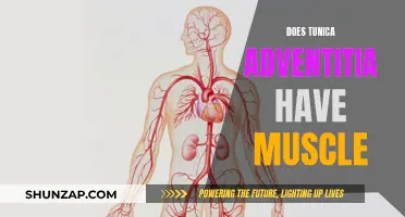 The Tunica Adventitia: Muscular or Not?