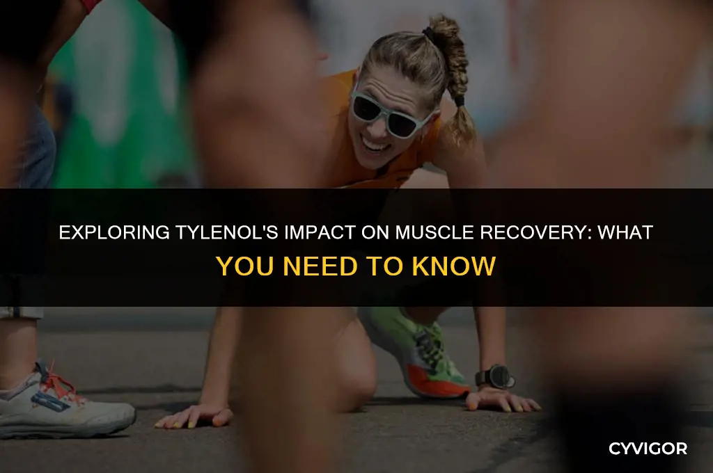 does tylenol affect muscle recovery