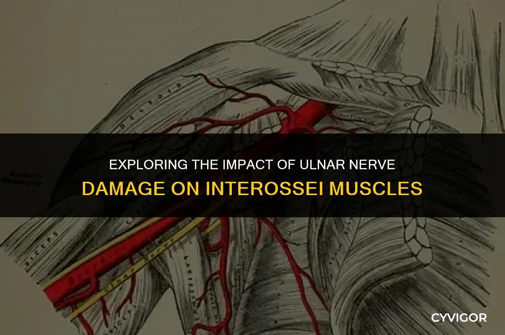 does ulnar nerve damage affect interossei muscles
