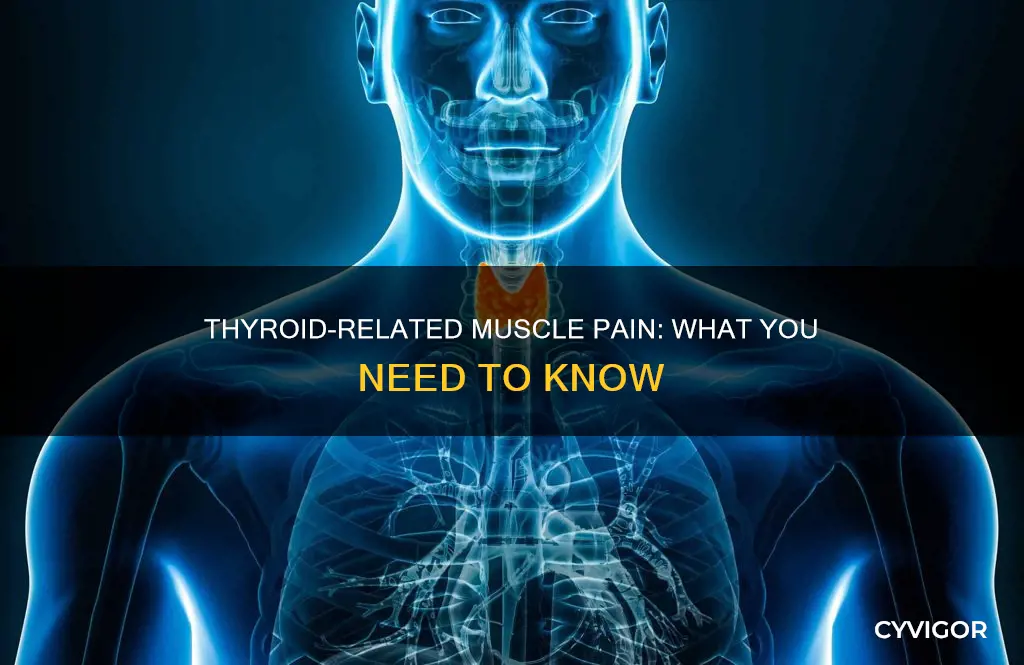 does underactive thyroid cause muscle pain