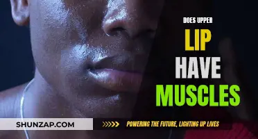 Exploring the Muscles Behind Upper Lip Movement