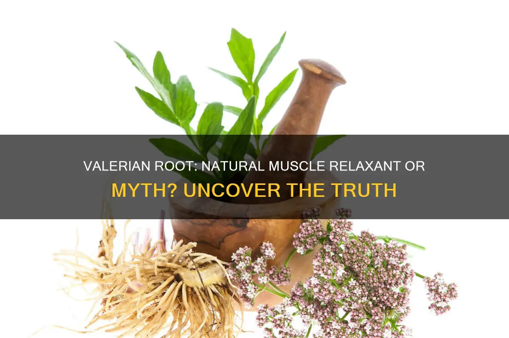 does valerian relax muscles