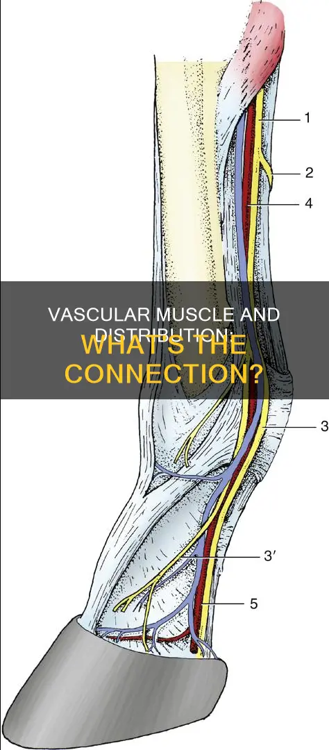 does vascular muscle effect distribution