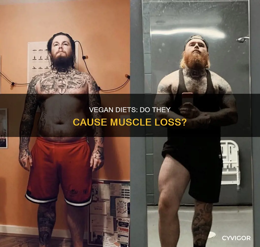 does vegan diet cause muscle loss