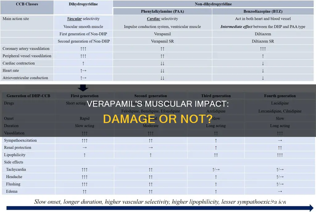 does verapamil cause muscle damage