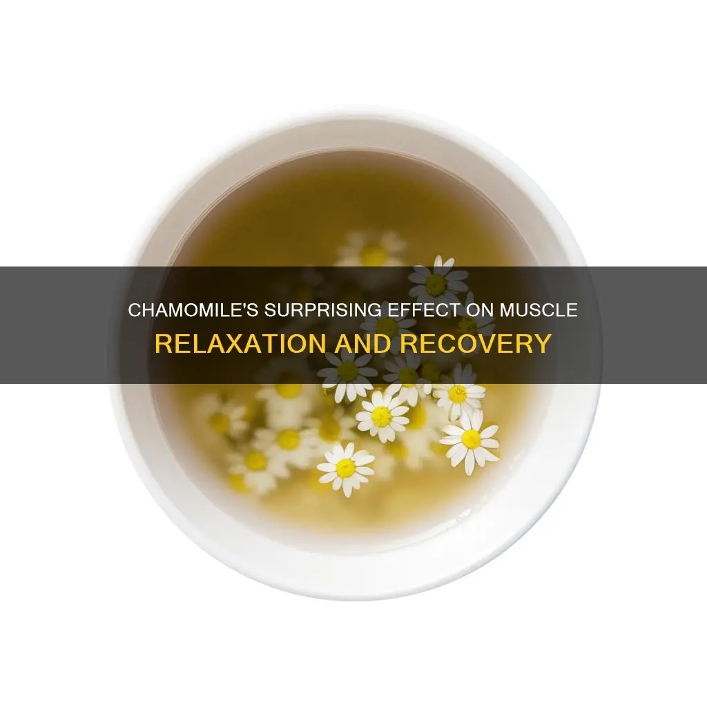 does vhamomile reduce muscle