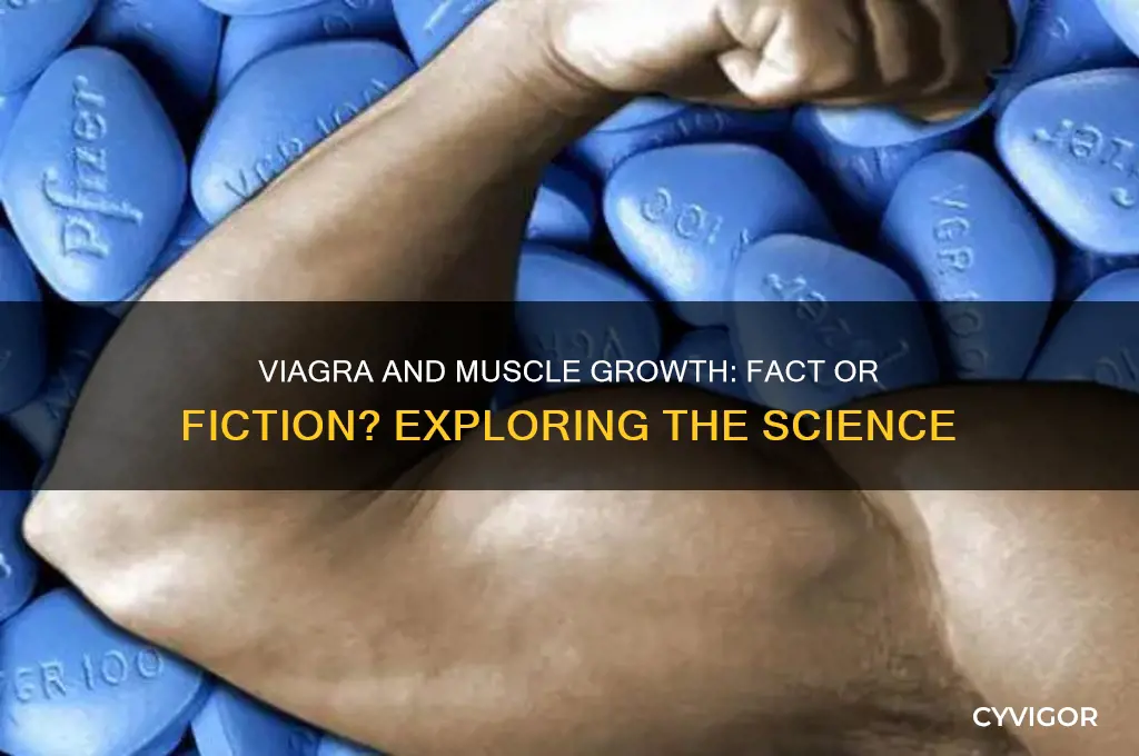 does viagra work for muscle growth