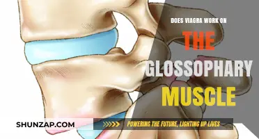 Viagra's Impact on the Glossopharyngeal Muscle: Fact or Fiction?