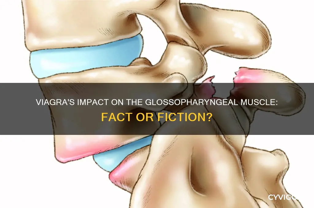 does viagra work on the glossopharyngeal muscle