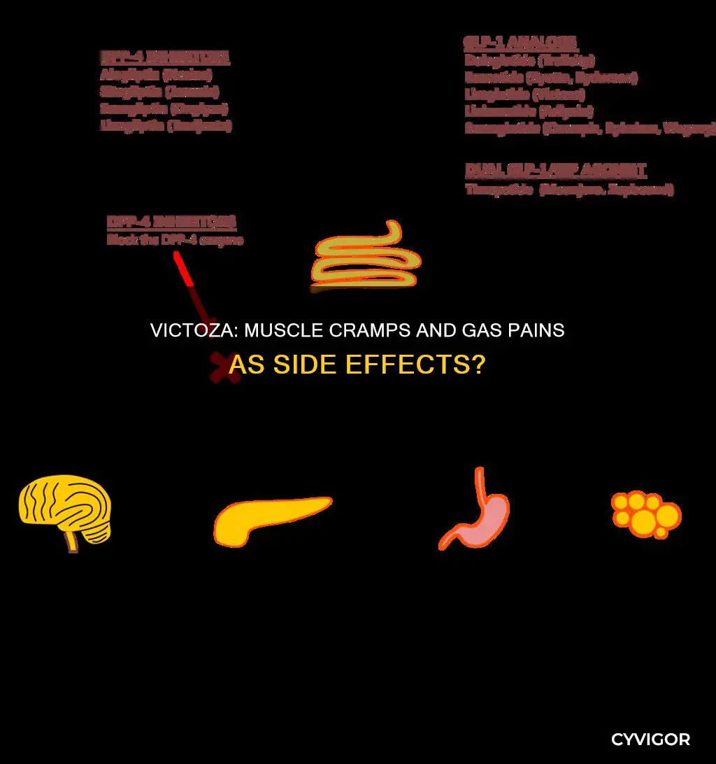 does victoza cause muscle cramps and gas pains