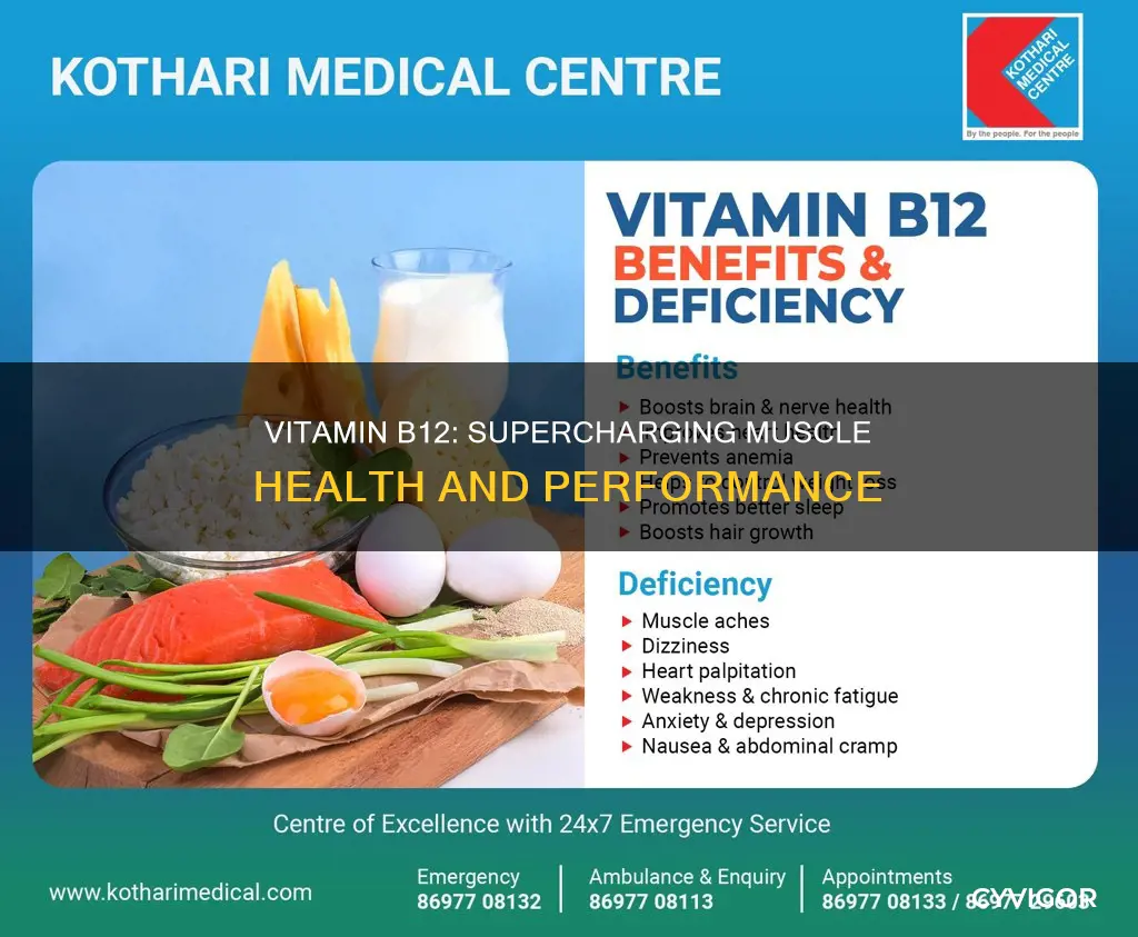 does vitamin b12 muscle health