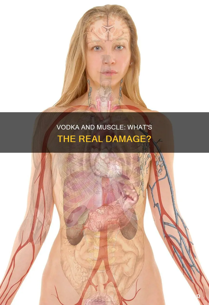 does vodka destroy muscle