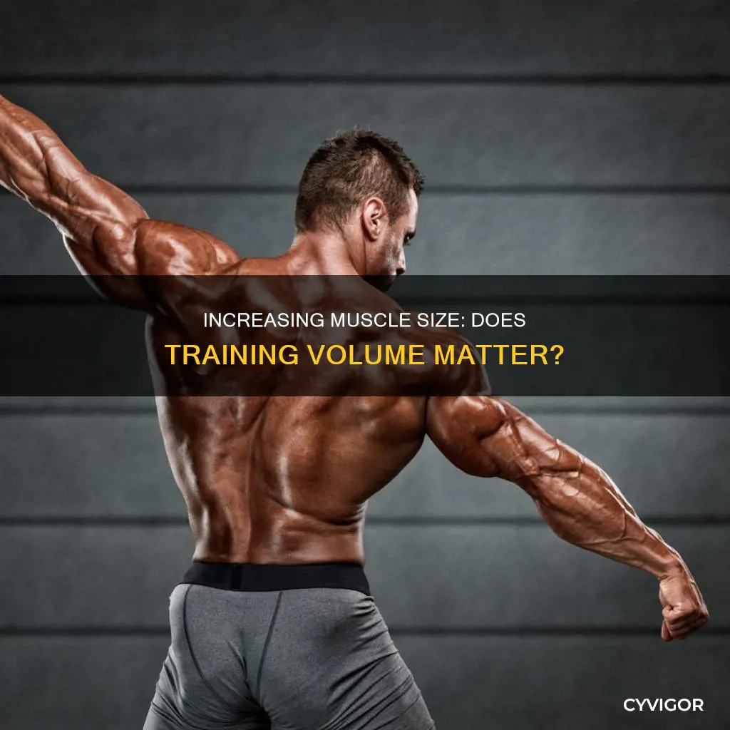 does volume increase muscle size