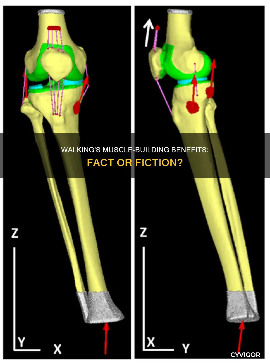 does walking add muscle