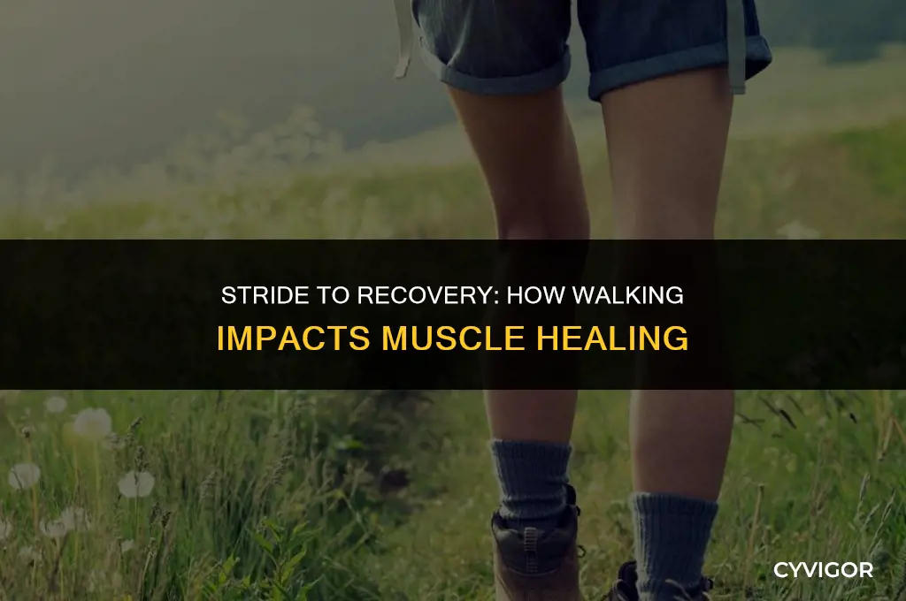 does walking affect muscle recovery
