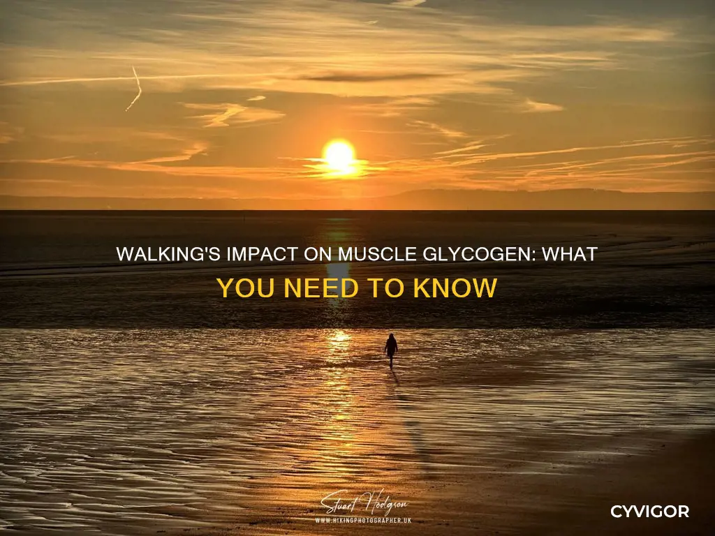 does walking burn muscle glycogen