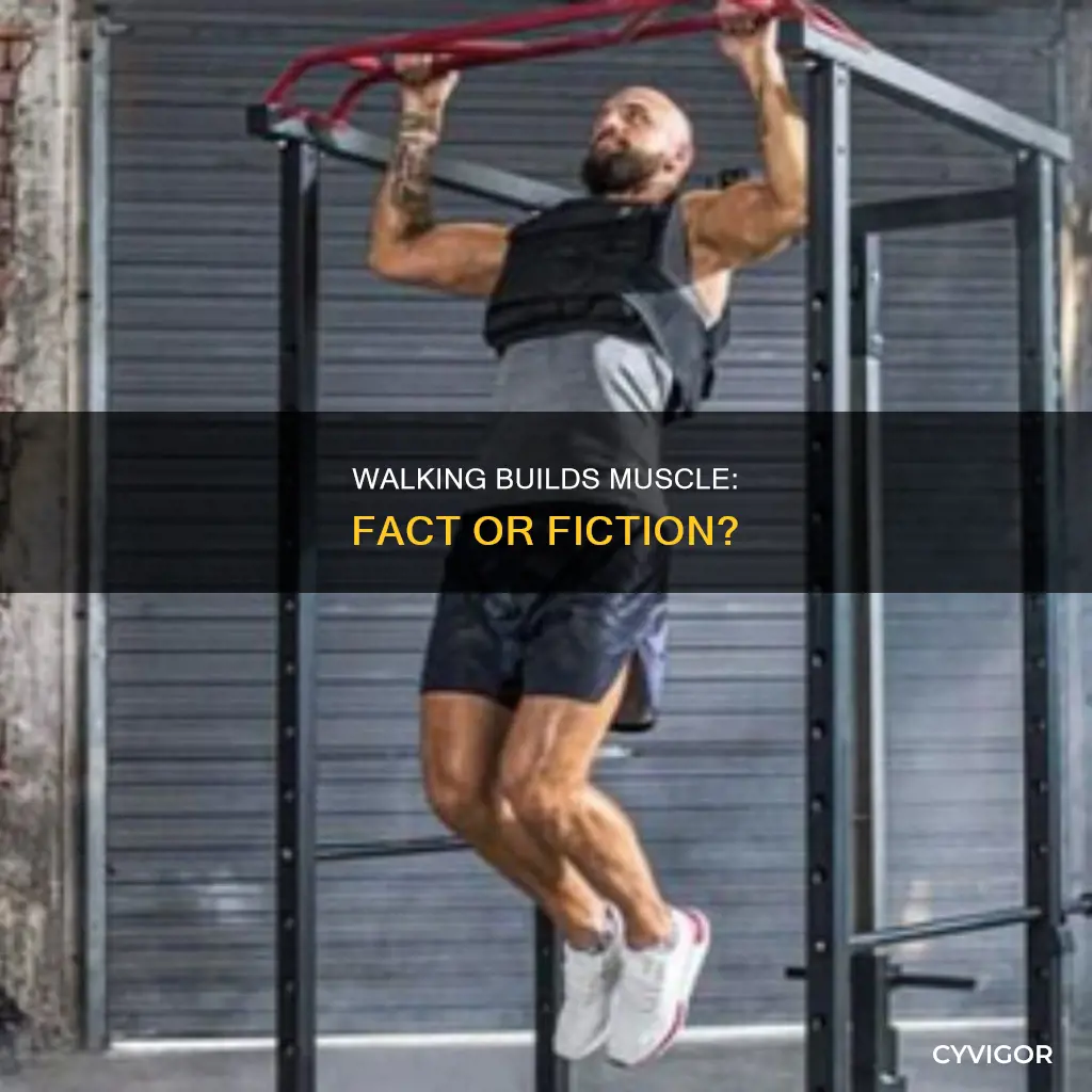 does walking create muscle
