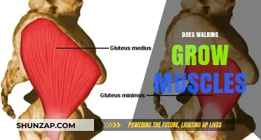 Walking for Muscle Growth: Fact or Fiction? Uncover the Truth