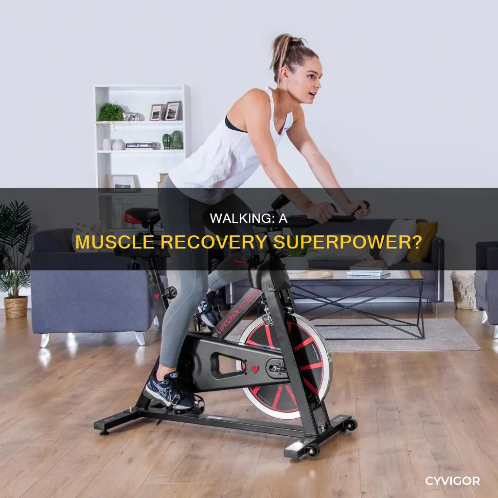 does walking improve muscle recovery