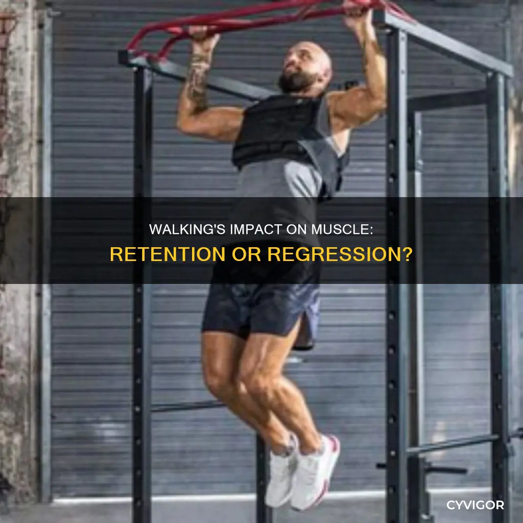 does walking maintain muscle