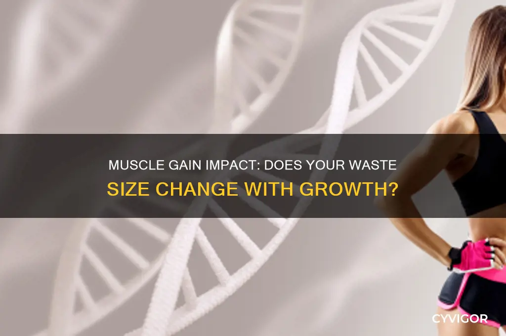 does waste size change as you gain muscle