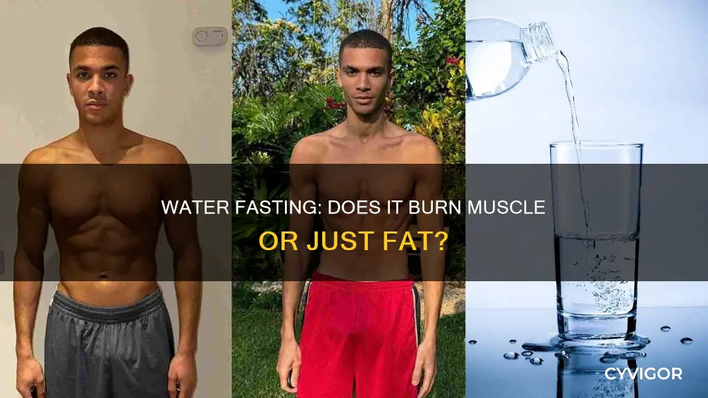 does water fast burn muscle