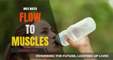 Hydration and Muscle Health: The Water Flow Theory