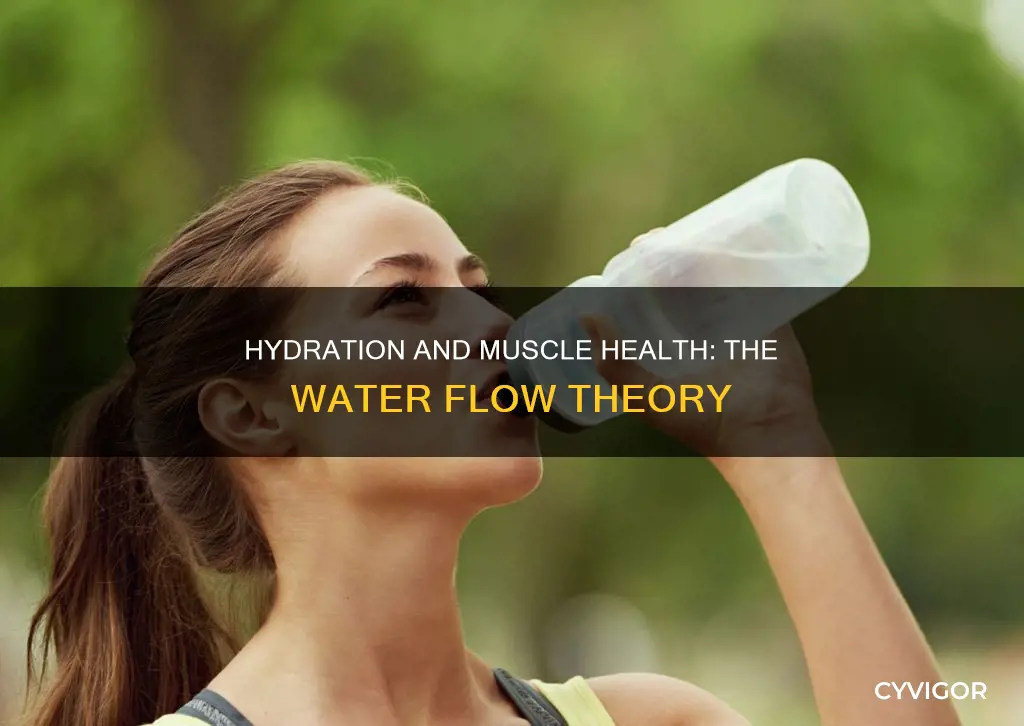 does water flow to muscles