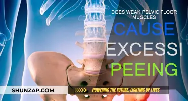 Pelvic Floor Muscles: Can Weakness Cause Overactive Bladder?