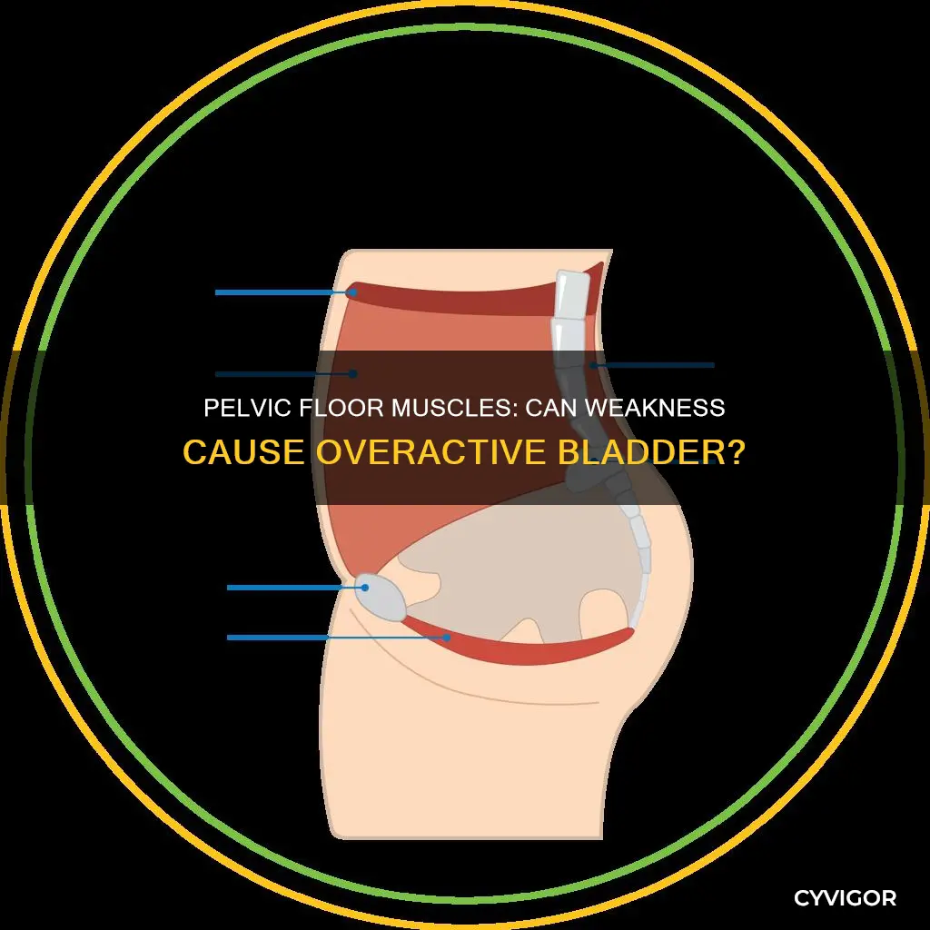 does weak pelvic floor muscles cause excessive peeing