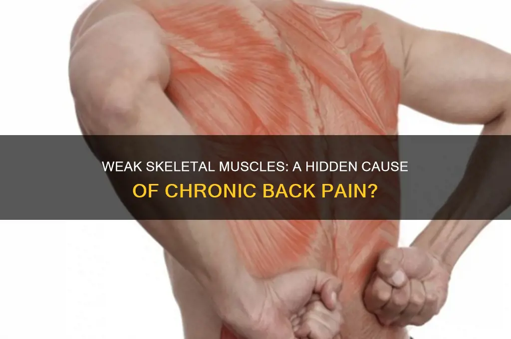 does weak skeletal muscles create back pain