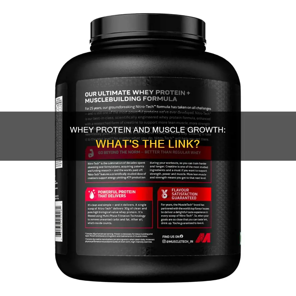 does whey protein cause muscle growth