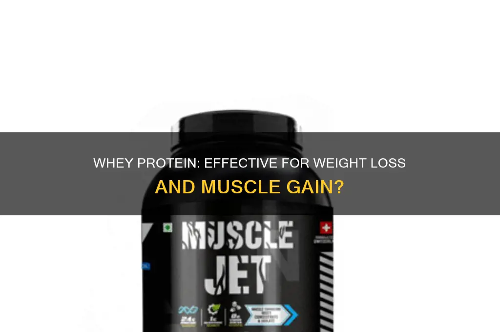 does whey protein help lose weight and gain muscle