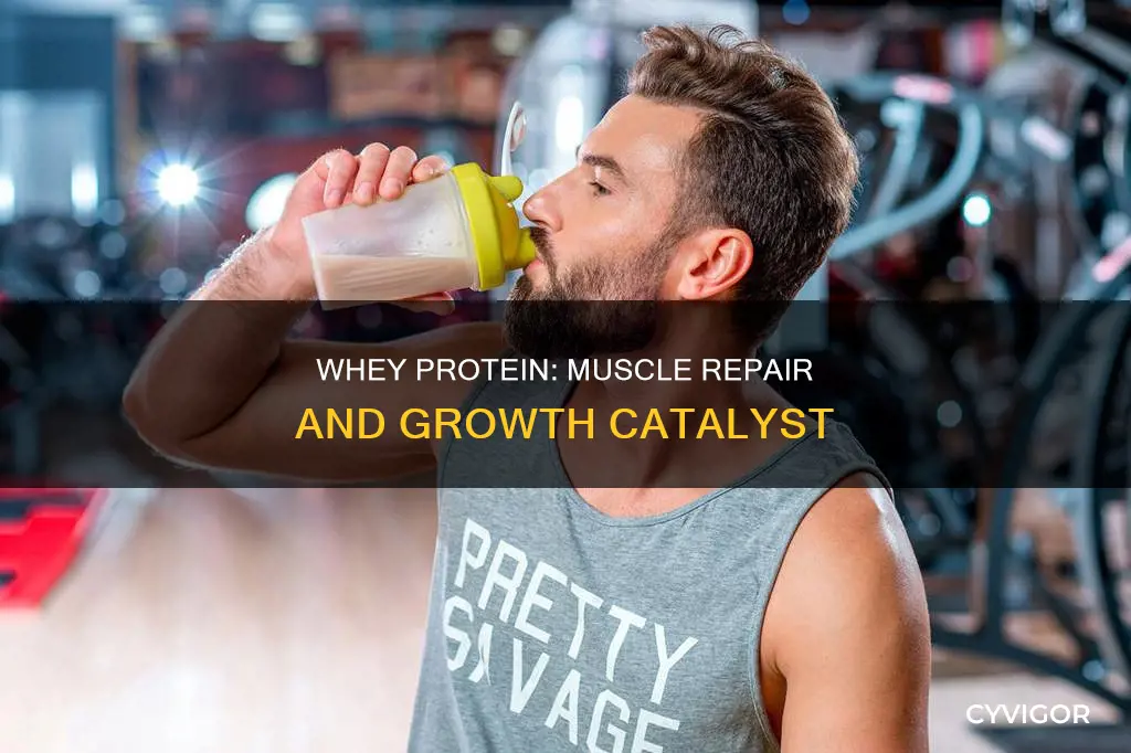 does whey protein repair muscles