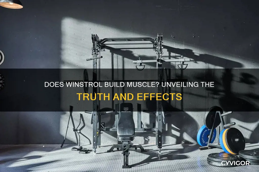 does winstrol gain muscle