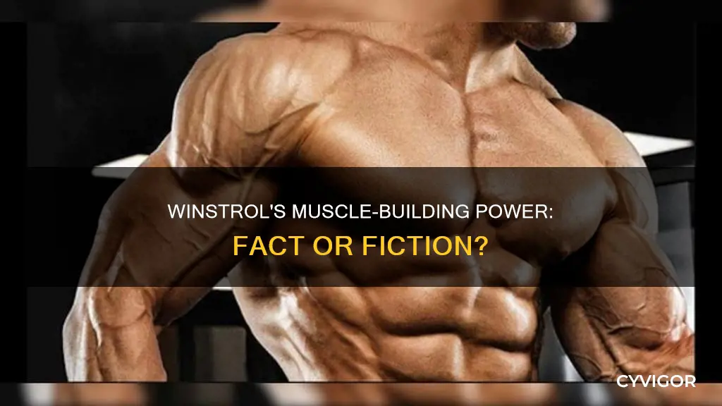 does winstrol put on muscle