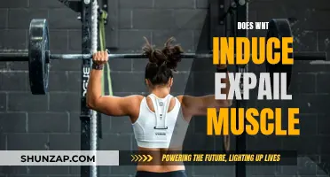 How Wnt Signaling Impacts Muscle Expansion and Repair